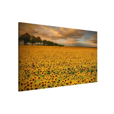 Magnettafel - Feld mit Sonnenblumen - Memoboard Querformat
