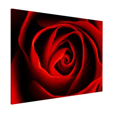 Magnettafel - Liebliche Rose - Memoboard Quer