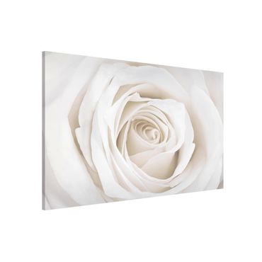 Magnettafel - Pretty White Rose - Memoboard Quer