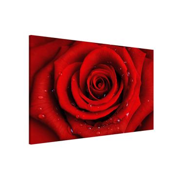 Magnettafel - Rote Rose mit Wassertropfen - Memoboard Quer
