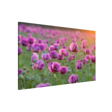 Magnettafel - Violette Schlafmohn Blumenwiese im Frühling - Memoboard Quer