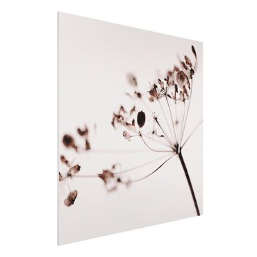 Forex Fine Art Print - Makroaufnahme Trockenblume im Schatten - Quadrat 1:1