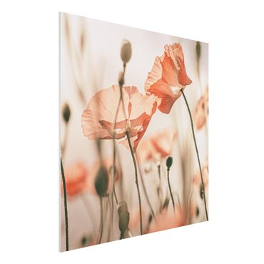 Forex Fine Art Print - Mohnblüten im Sommerwind - Quadrat 1:1