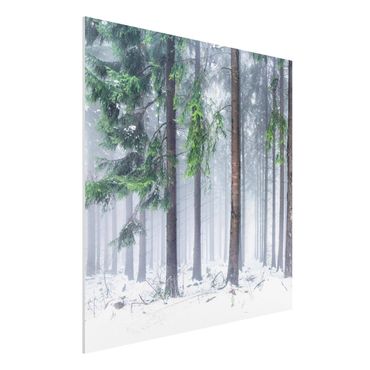 Forex Fine Art Print - Nadelbäume im Winter - Quadrat 1:1