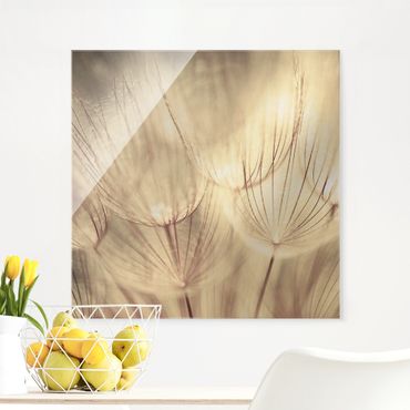 Glasbild - Pusteblumen Nahaufnahme in wohnlicher Sepia Tönung - Quadrat 1:1 - Blumenbild Glas