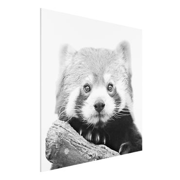 Forex Fine Art Print - Roter Panda in Schwarz-weiß - Quadrat 1:1
