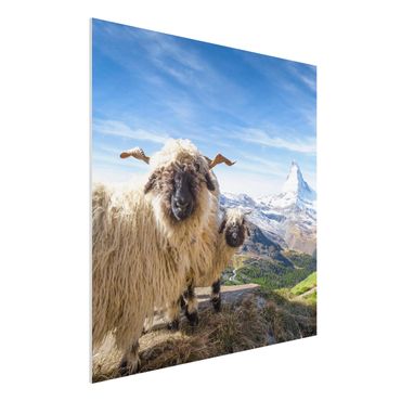 Forex Fine Art Print - Schwarznasenschafe von Zermatt - Quadrat 1:1