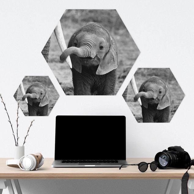 Hexagon Bild Forex - Elefantenbaby