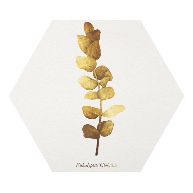 Forex Bilder Gold - Eukalyptus
