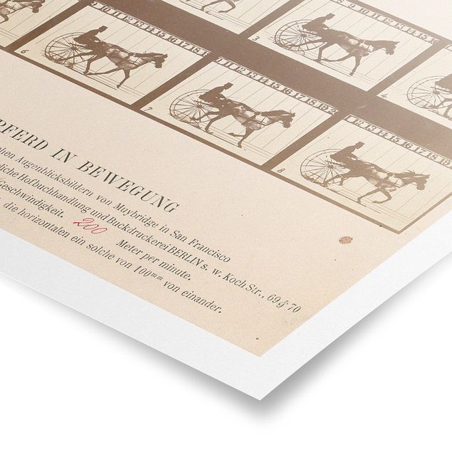 Poster Retro Vintage Eadweard Muybridge - Das Pferd in Bewegung