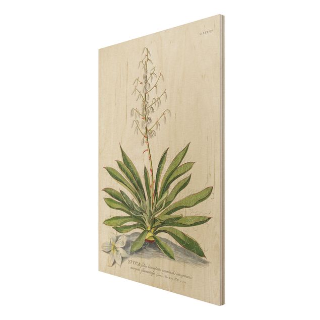 Holzbilder Landschaften Vintage Botanik Illustration Yucca