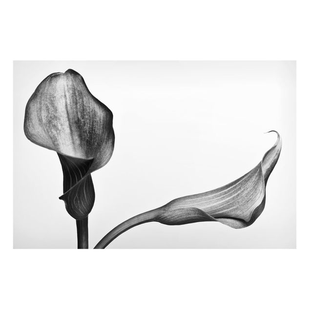 Magnettafeln Blumen Calla Nahaufnahme Schwarz-Weiß