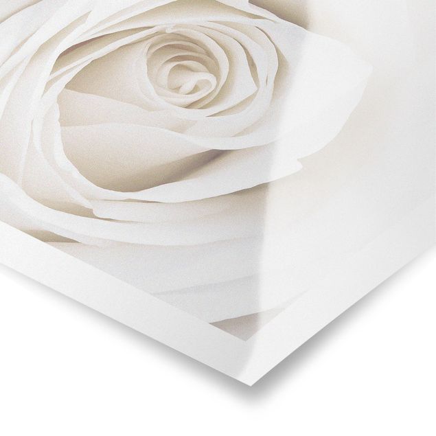 Poster Pretty White Rose