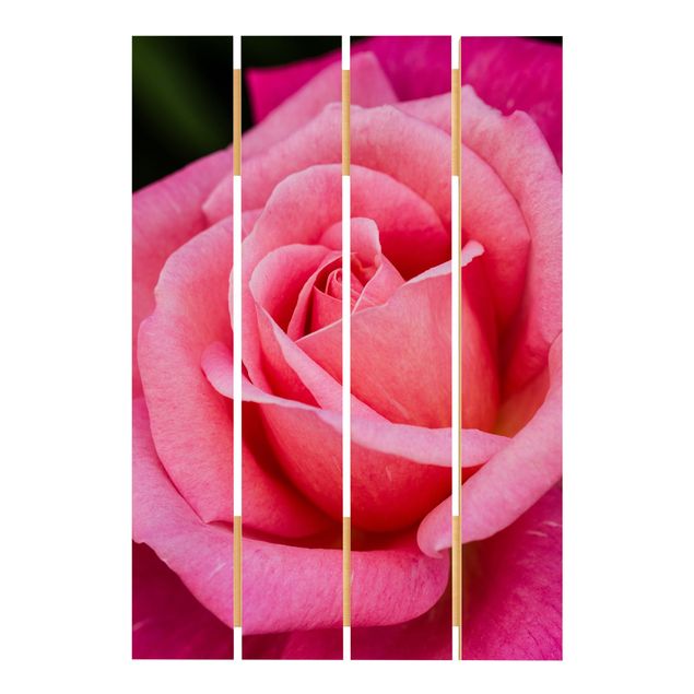 Bilder Pinke Rosenblüte vor Grün