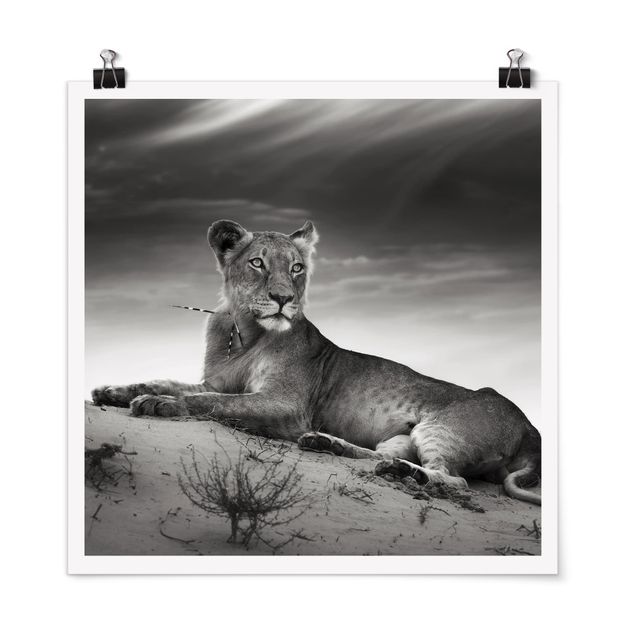 Poster schwarz-weiß Resting Lion