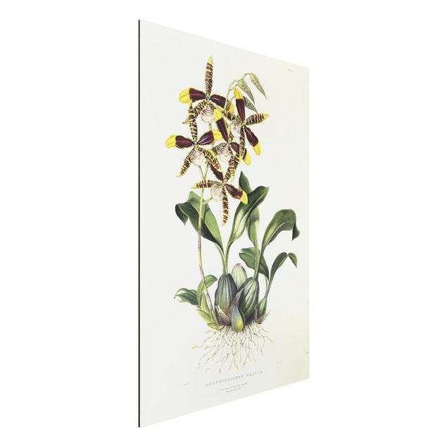 Wandbilder Orchideen Maxim Gauci - Orchidee II
