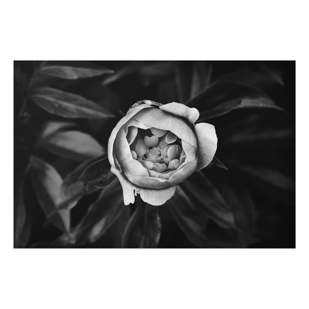 Spritzschutz Glas - Pfingstrosenblüte vor Blättern Schwarz Weiß - Querformat - 3:2