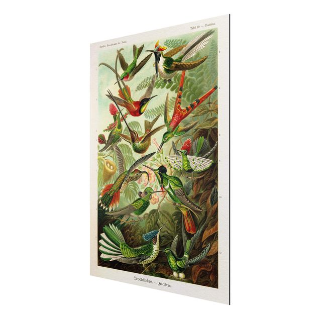 Wandbilder Blumen Vintage Lehrtafel Kolibris