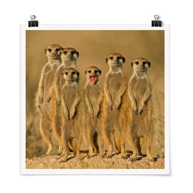 Tierposter Meerkat Family