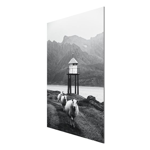 Wandbilder Tiere Drei Schafe auf den Lofoten