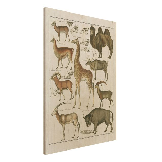 Wanddeko Küche Vintage Lehrtafel Giraffe, Kamel und Lama