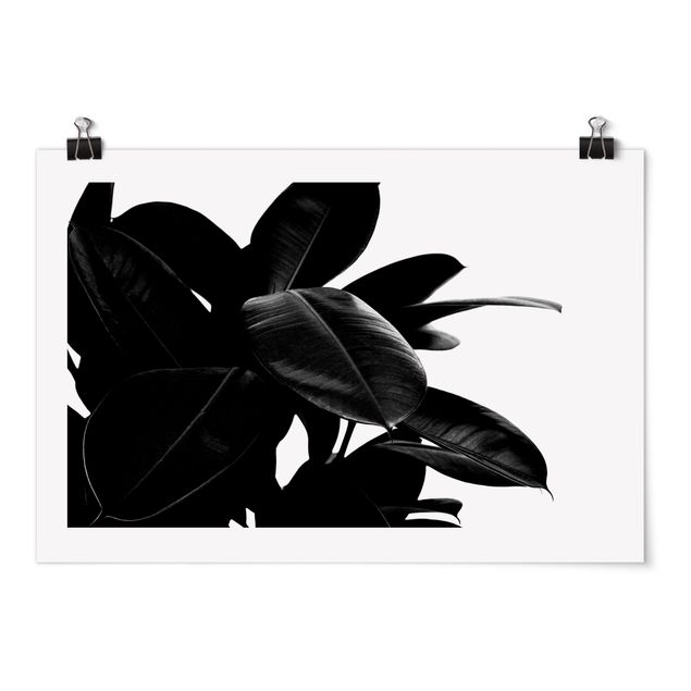 Poster mit Blumen Gummibaum Blätter Schwarz Weiß