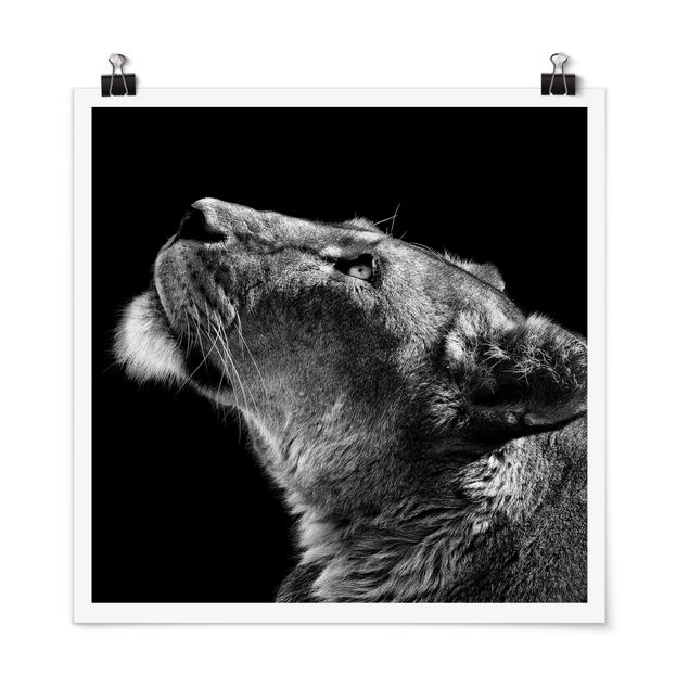 Poster schwarz-weiß Portrait einer Löwin