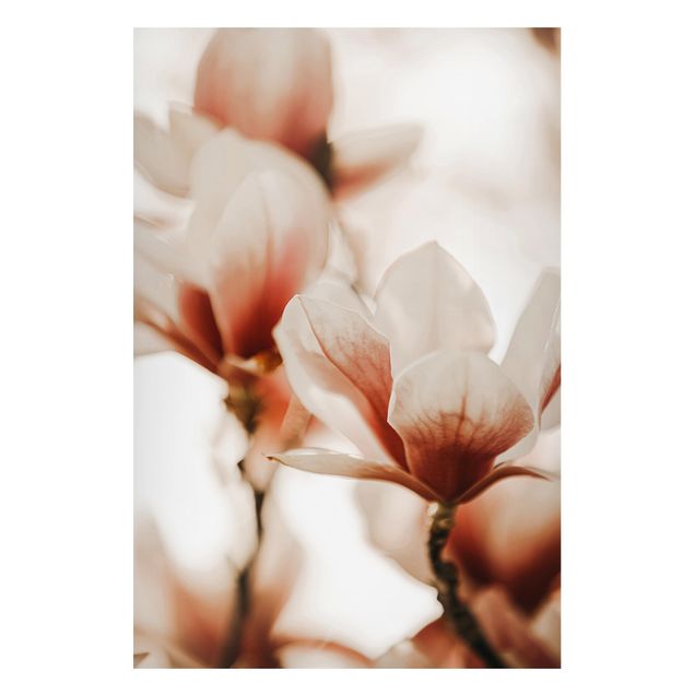 Magnettafel - Zarte Magnolienblüten im Lichtspiel - Hochformat 2:3