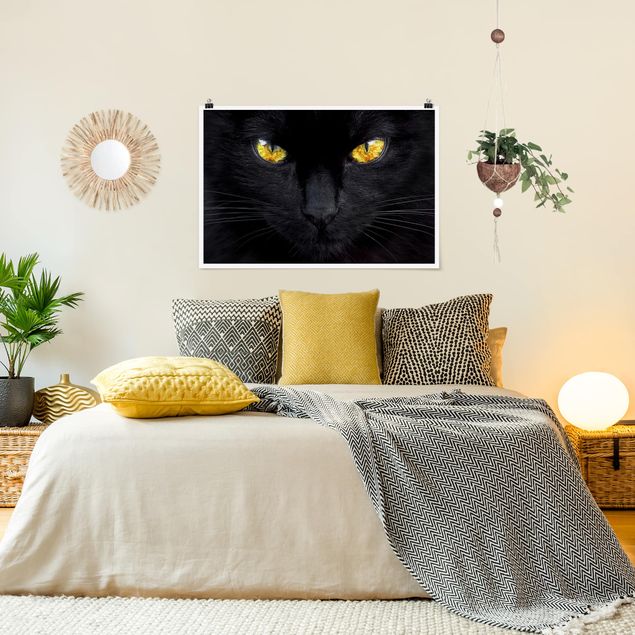 Wandbilder Katzen Hypnotischer Blick