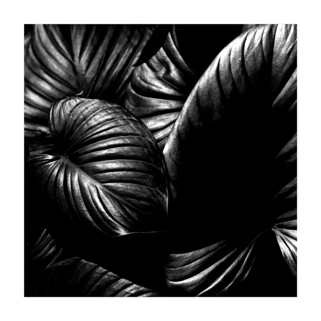 Teppich Dschungel Schwarz Weiß Botanik Hosta