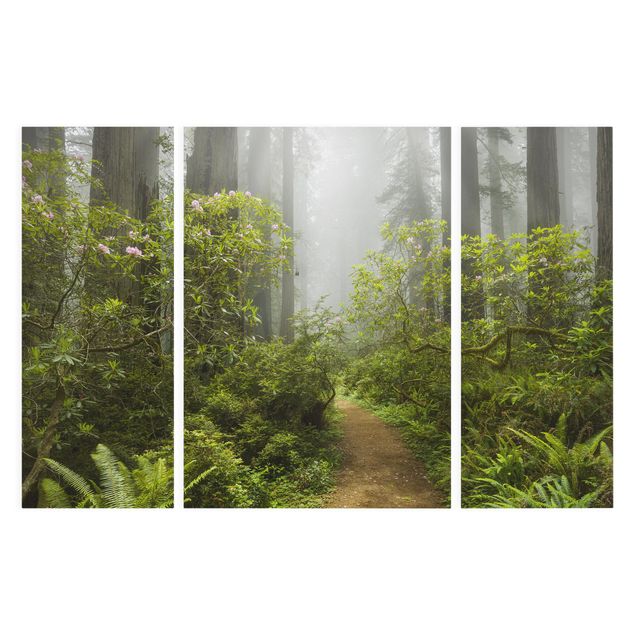 Leinwandbilder Wald Nebliger Waldpfad