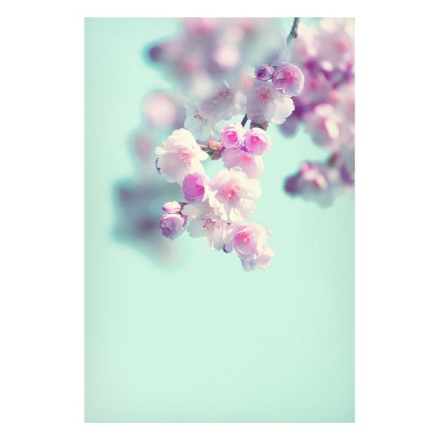Magnettafel - Farbenfrohe Kirschblüten - Hochformat 2:3