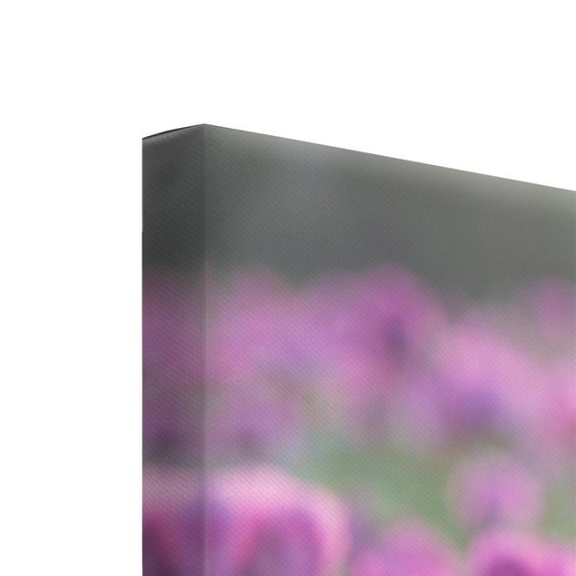 Wandbilder Lila Violette Schlafmohn Blumenwiese im Frühling