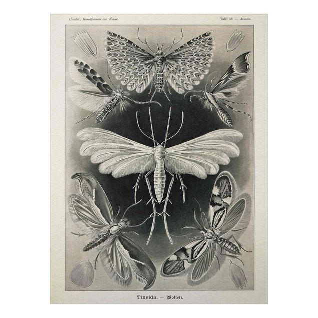 Wandbilder Schmetterlinge Vintage Lehrtafel Motten und Falter