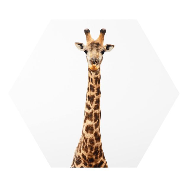 Bilder auf Hartschaumplatte Giraffenkopf