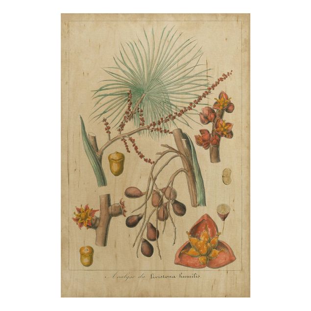 Holzbilder Blumen Vintage Lehrtafel Exotische Palmen III