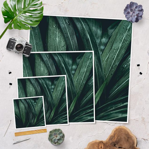 Poster kaufen Grüne Palmenblätter
