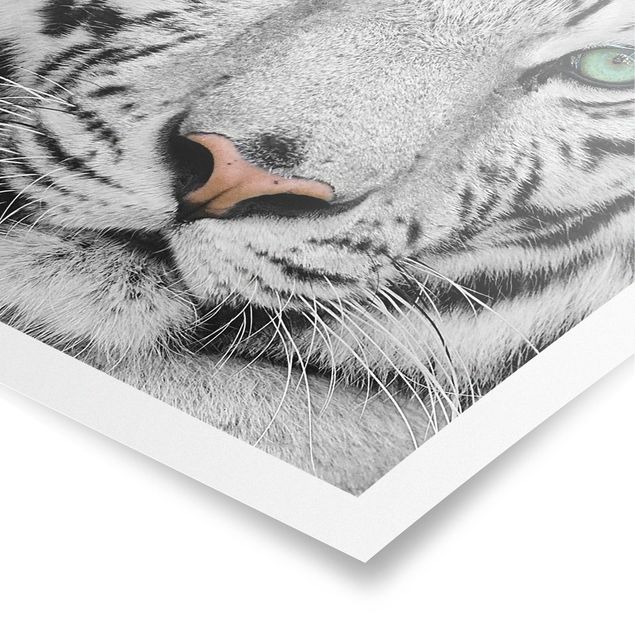 Tiere Poster Weißer Tiger