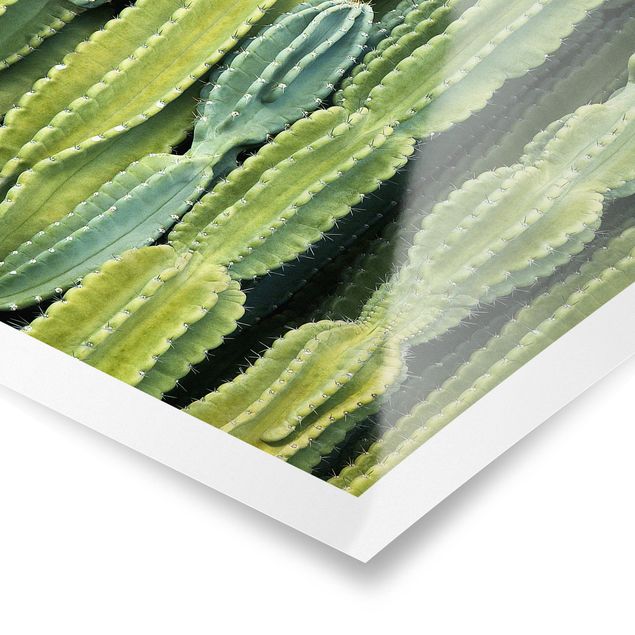 Bilder Kaktus Wand