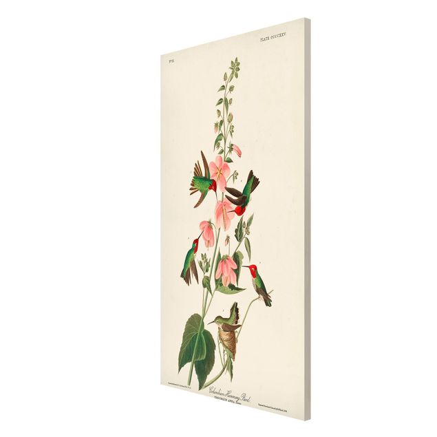 Wandbilder Floral Vintage Lehrtafel Kolumbianische Kolibris