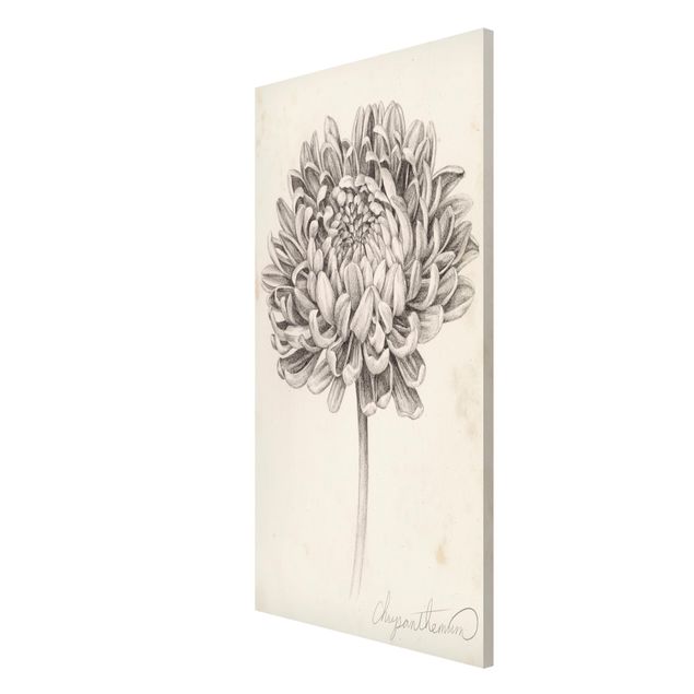 Wandbilder Floral Botanische Studie Chrysantheme II