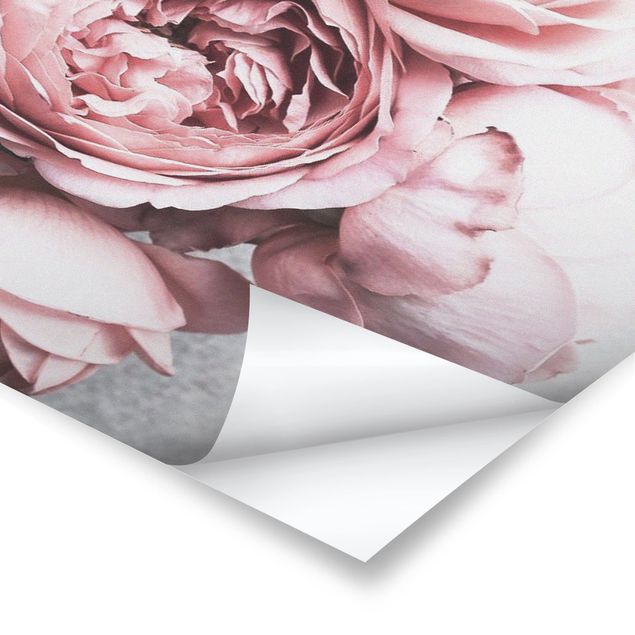 Poster kaufen Rosa Pfingstrosenblüten Shabby Pastell