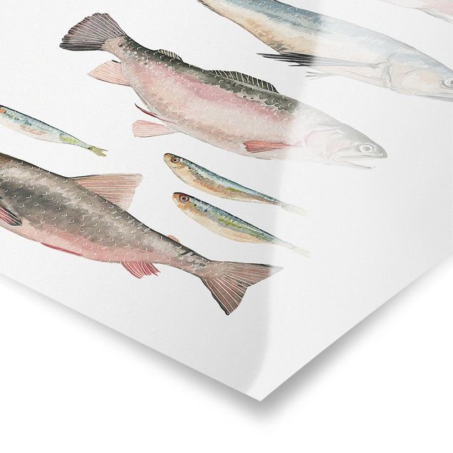 Wandbilder Sprüche Sieben Fische in Aquarell I