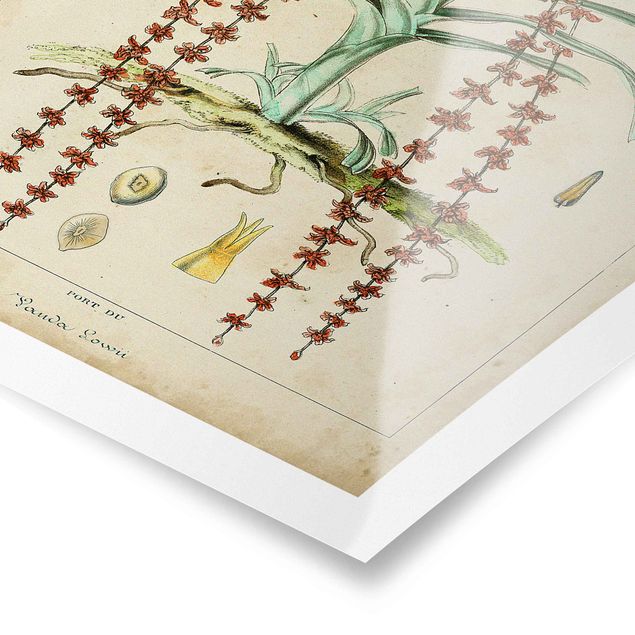 Poster bestellen Vintage Lehrtafel Exotische Palmen IV