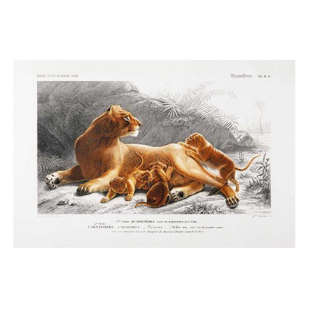 Wandbilder Löwen Vintage Lehrtafel Löwin und Löwenbabies
