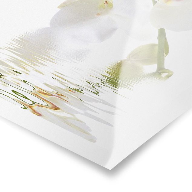 schöne Bilder White Orchid Waters
