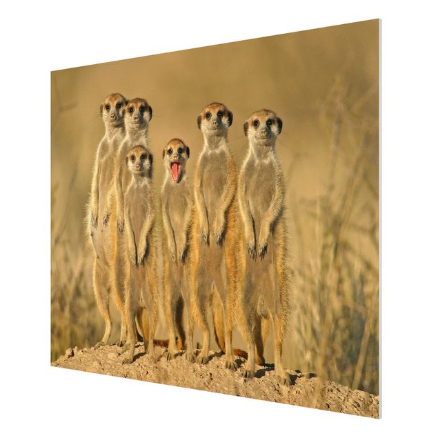 Wandbilder Afrika Meerkat Family