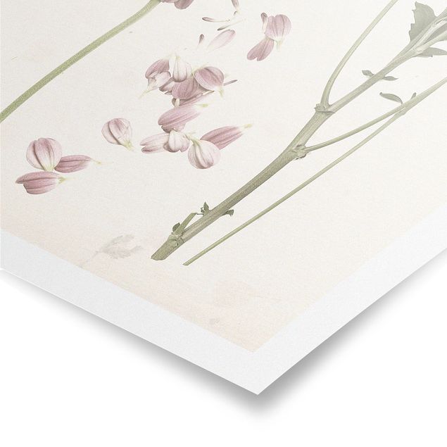 schöne Bilder Herbarium in rosa II