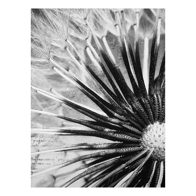 Wandbilder Floral Pusteblume Schwarz & Weiß