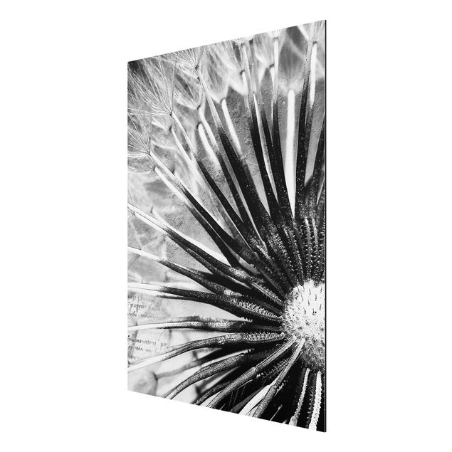 Wandbilder Blumen Pusteblume Schwarz & Weiß